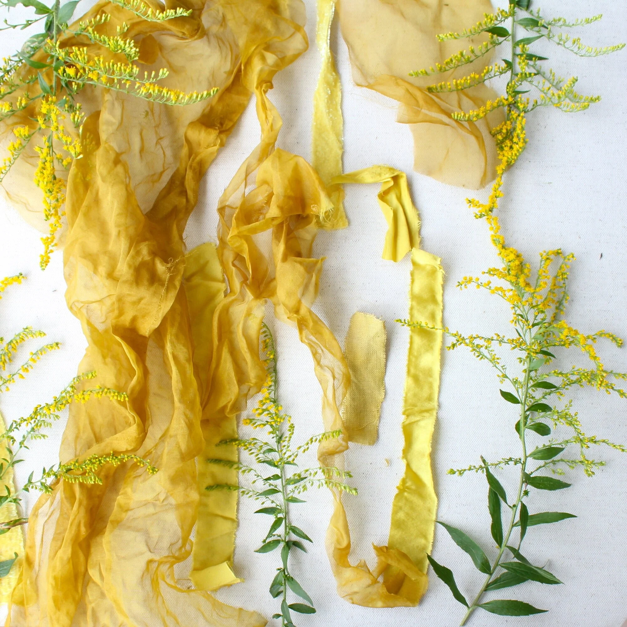 GoldenrodGoldenrod flowers make a bright yellow that is wash fast and light fast on textiles. It grows abundantly in the NE US during the late summer and fall.