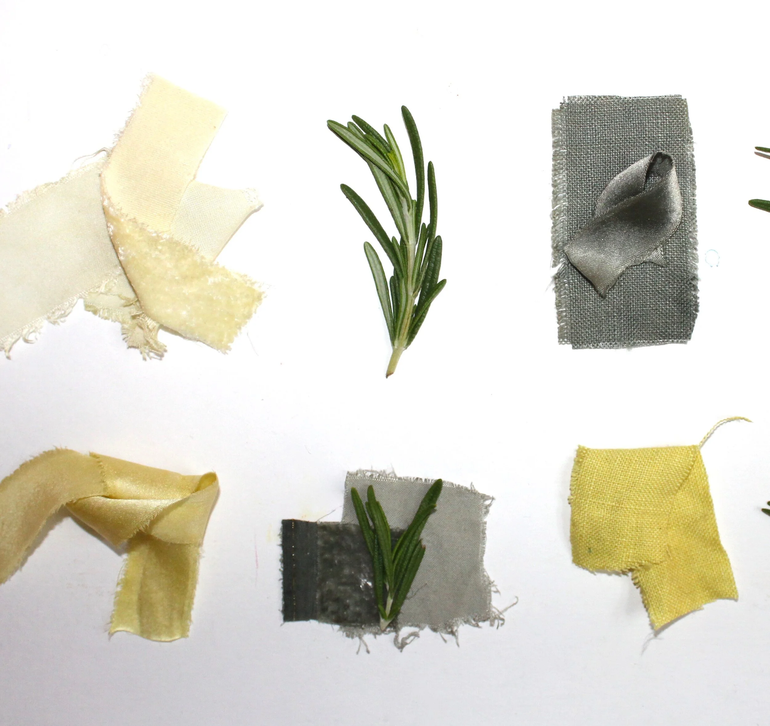 RosemaryThe leaves of the rosemary plant can be used to make a yellow green dye. When iron is added as a modifier, you can achieve a grayish, sage green color.
