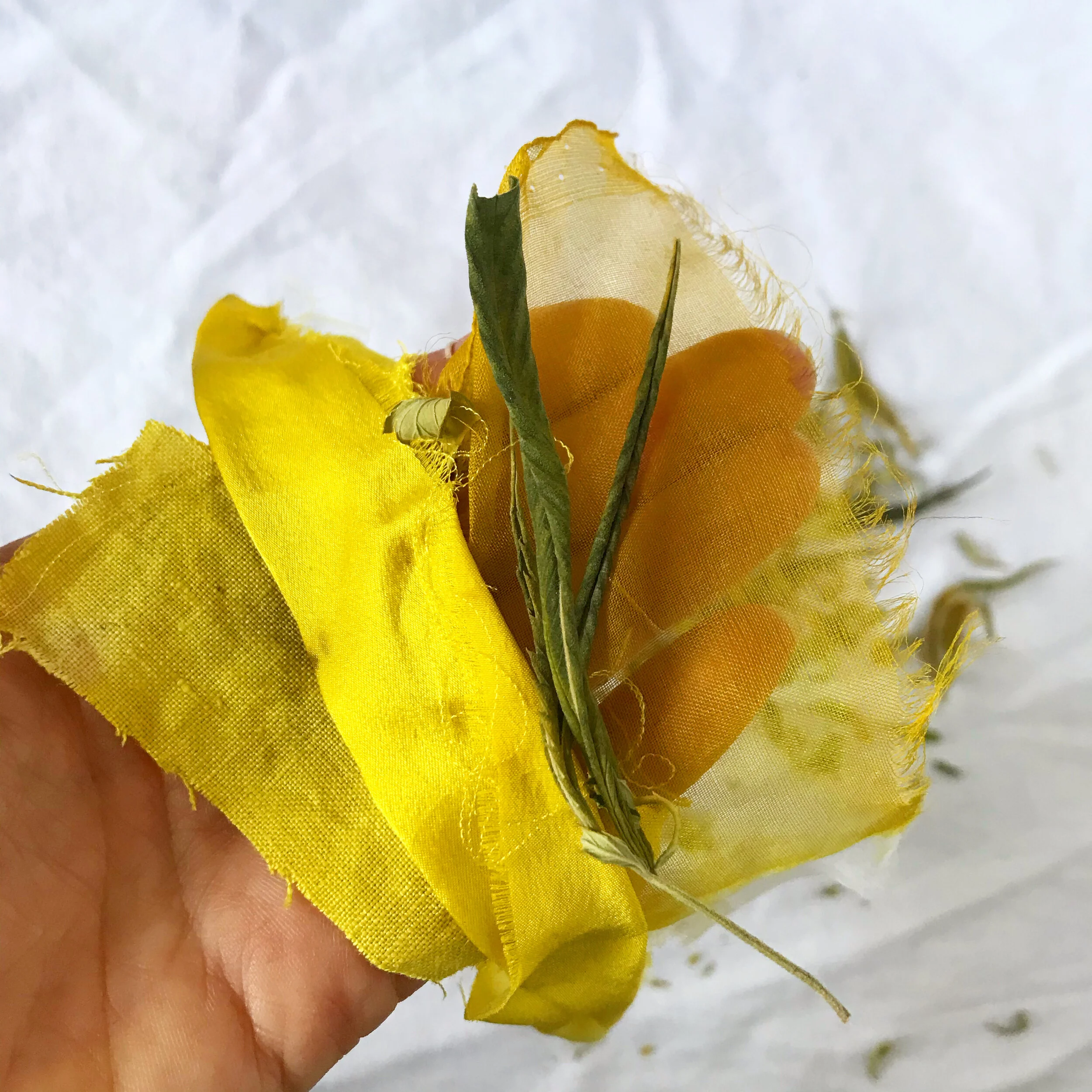 CannabisFresh or dried cannabis leaf yields a vibrant chartreuse color.