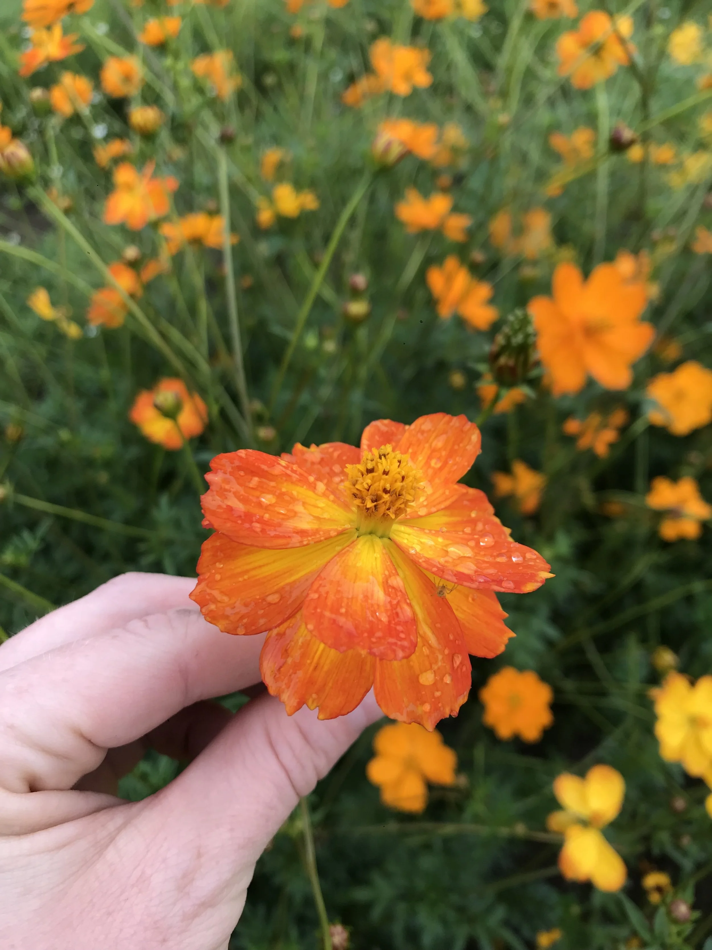 IMG_7707.jpeg