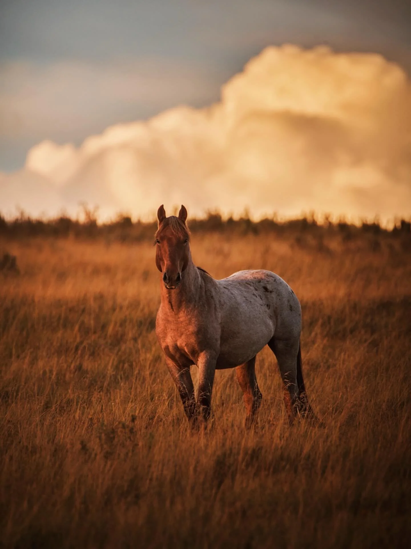 #Repost @brumby_strong
・・・
I&rsquo;m the last of my kind.
This stunning red roan brumby stallion I call Max, really is the last of his kind. In 2024, Kosciuzsko National park was closed to the public for 6 months while national parks nsw carried out 