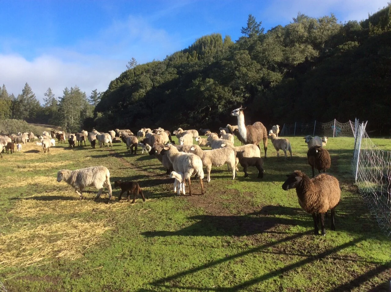 January Lambing 2 (1).jpg