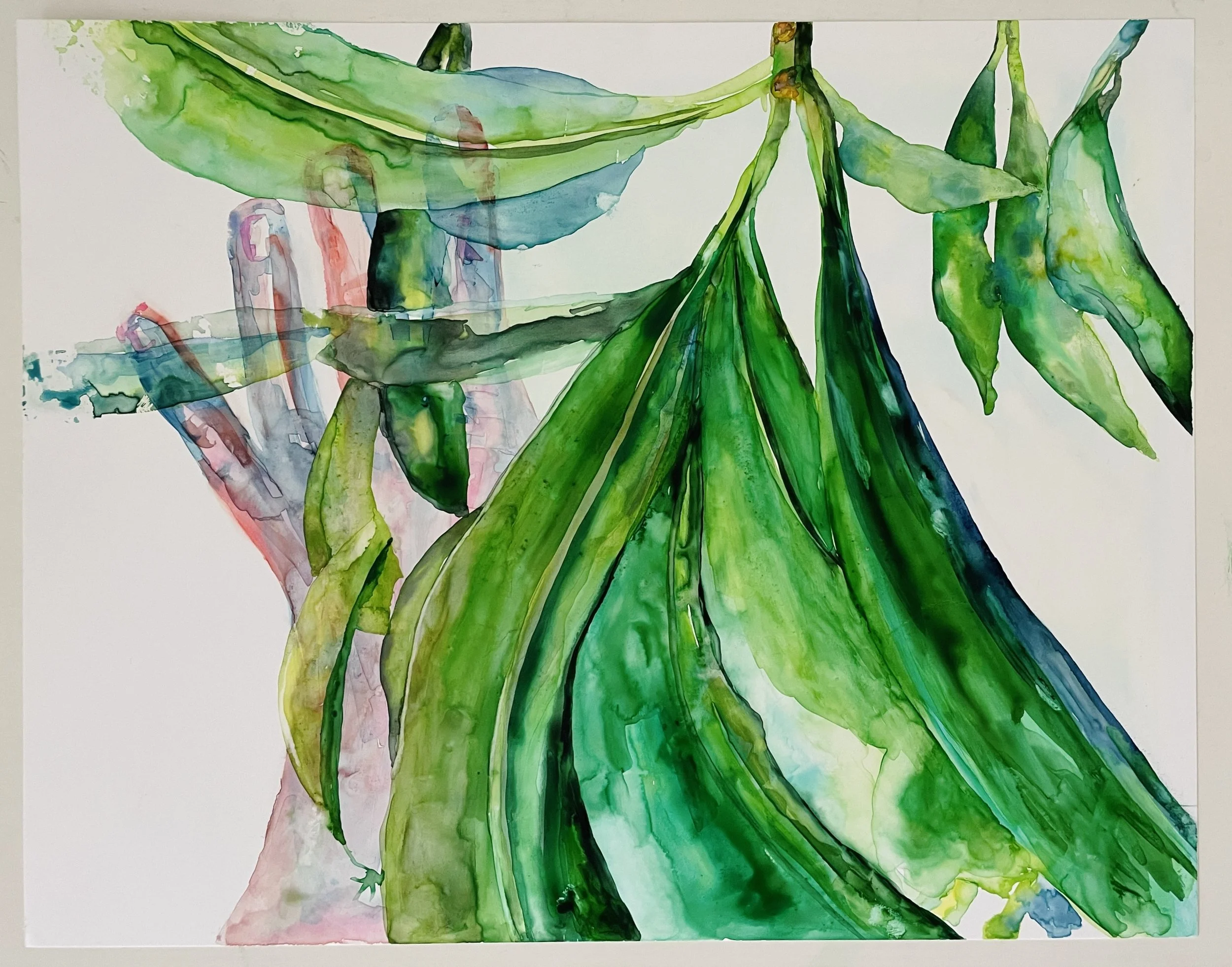 CiardielloBrenda_disfruto_ malus domestica.jpg
