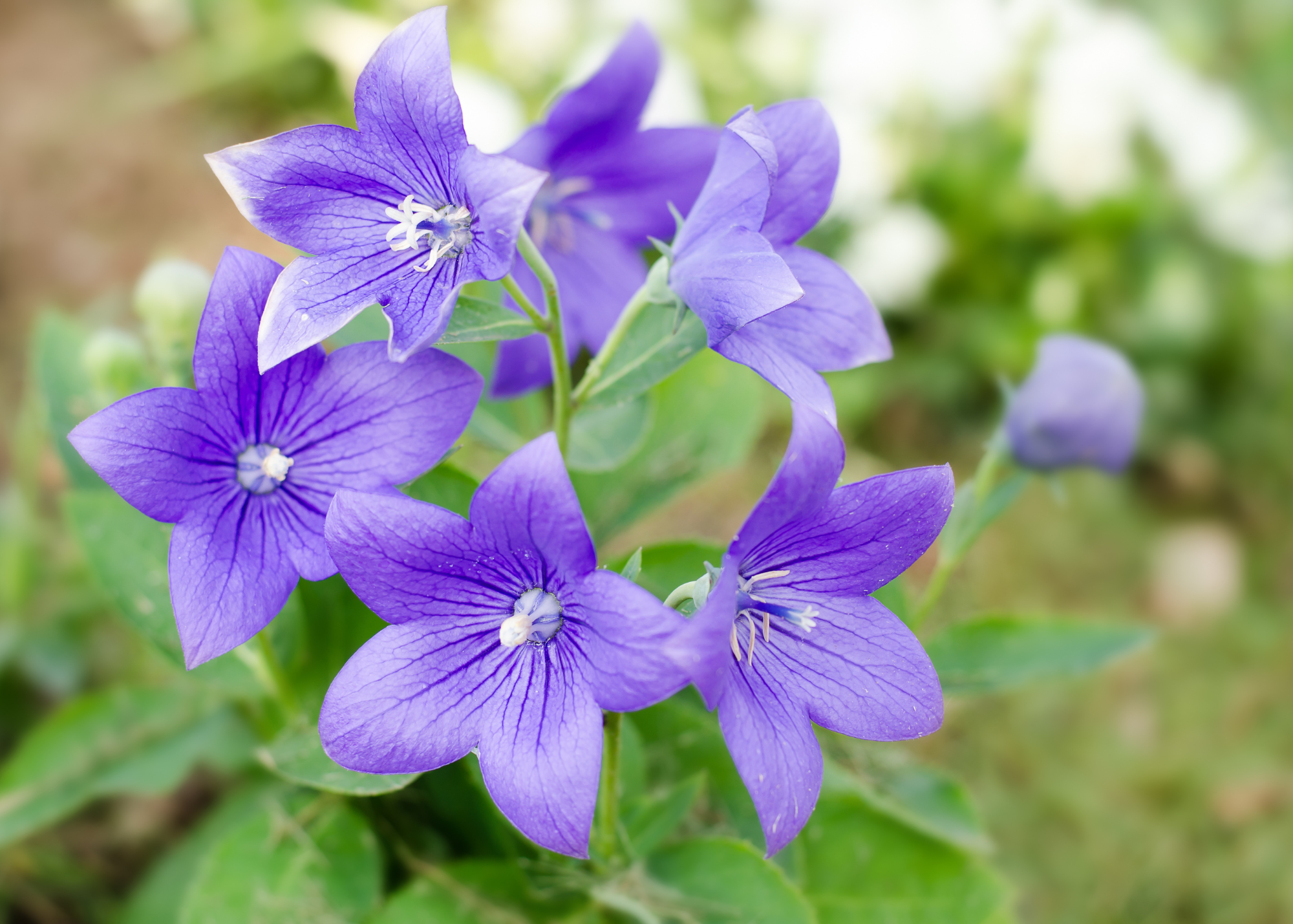 Fleurs comestibles séchées de verveine bleue