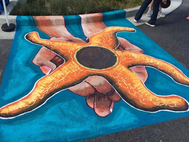 Storm Drains- More Interesting Than You Think