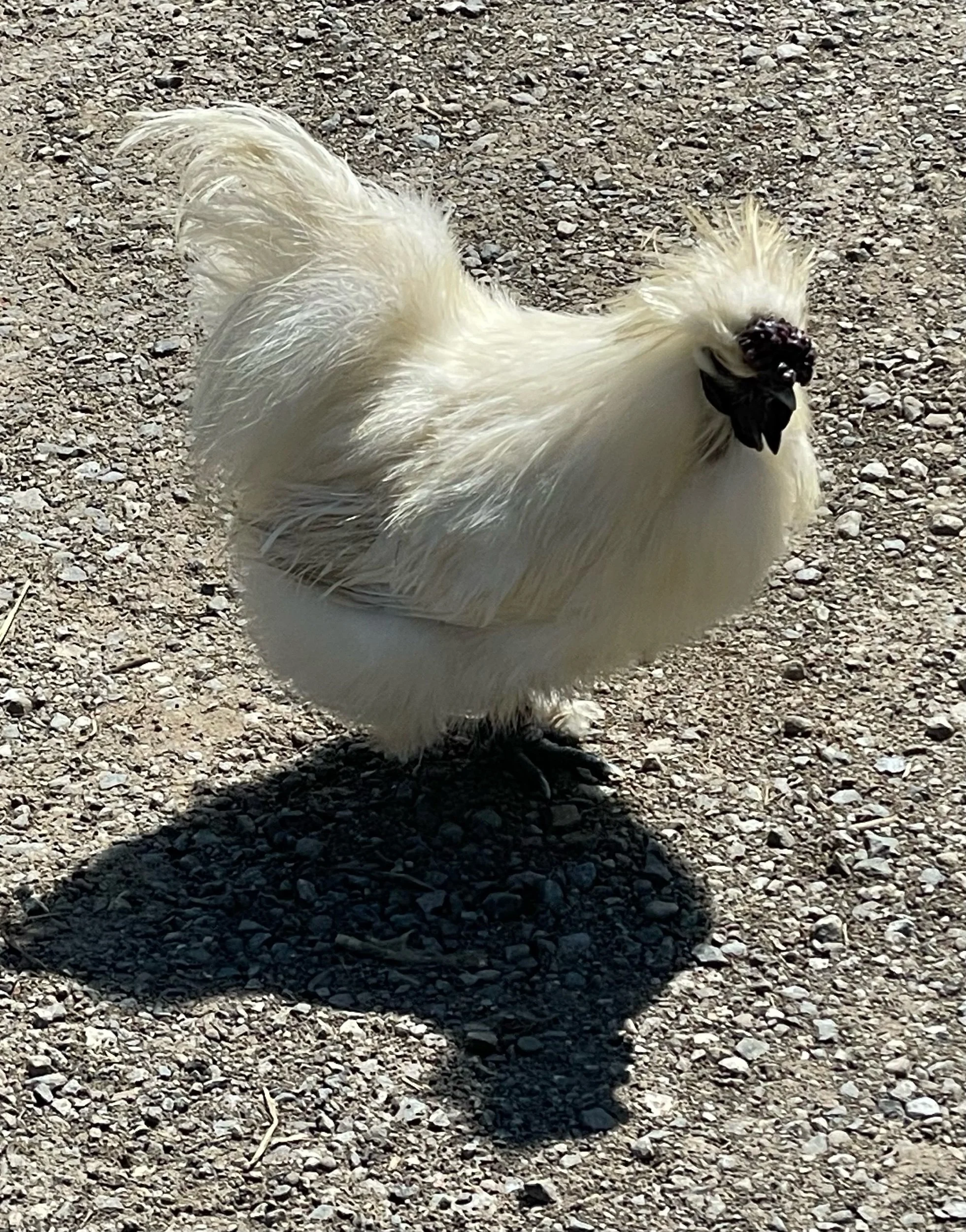 Blakey Ridge to Grosmont (Part 1)