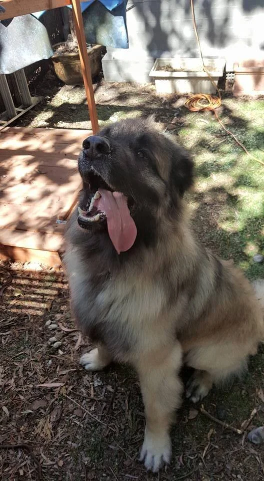 A groomed pet at Dressed to the Canines