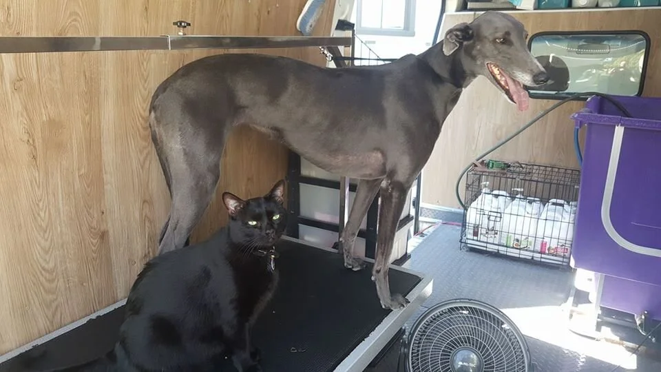 A groomed pet at Dressed to the Canines