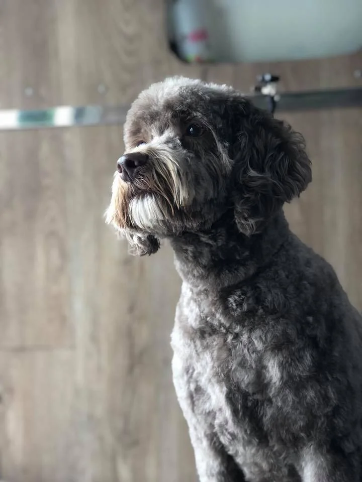 A groomed pet at Dressed to the Canines