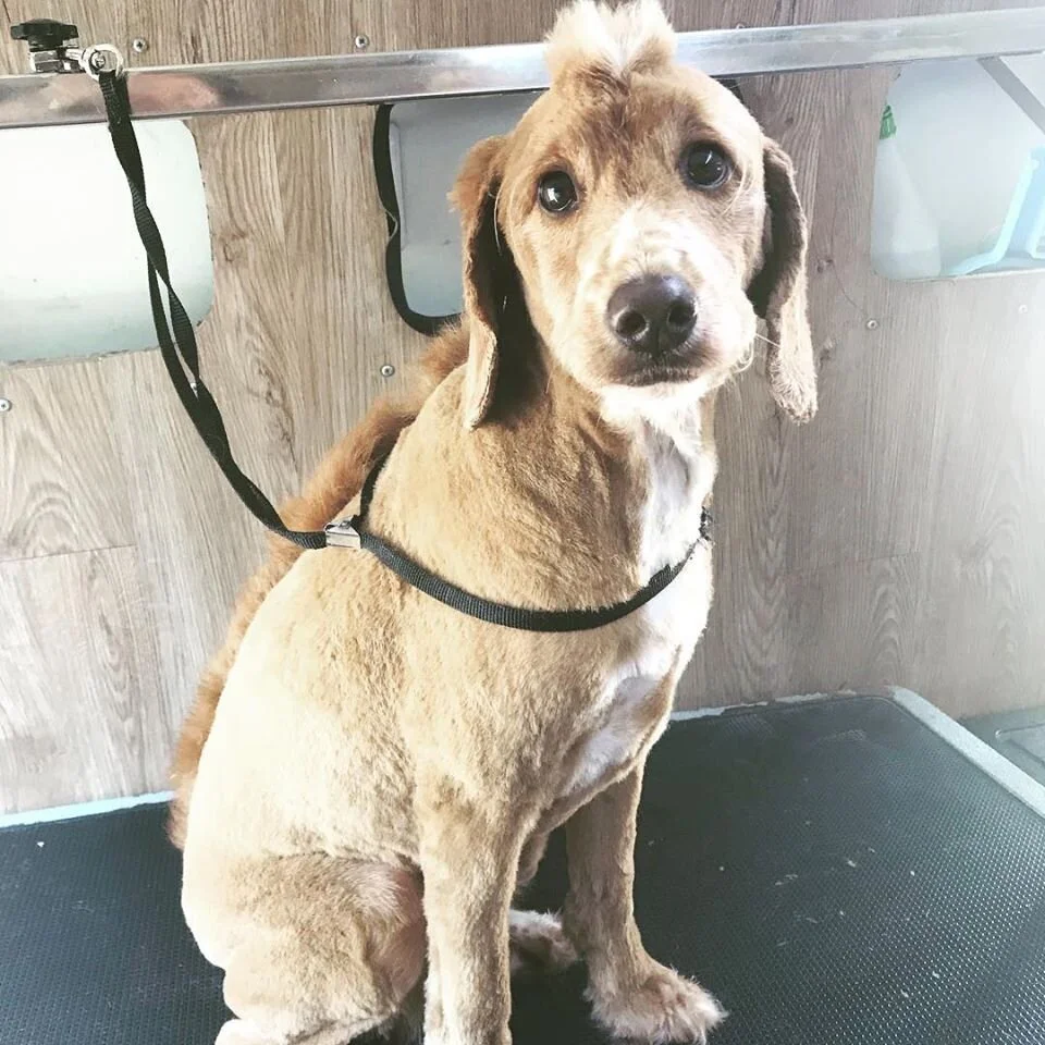 A groomed pet at Dressed to the Canines