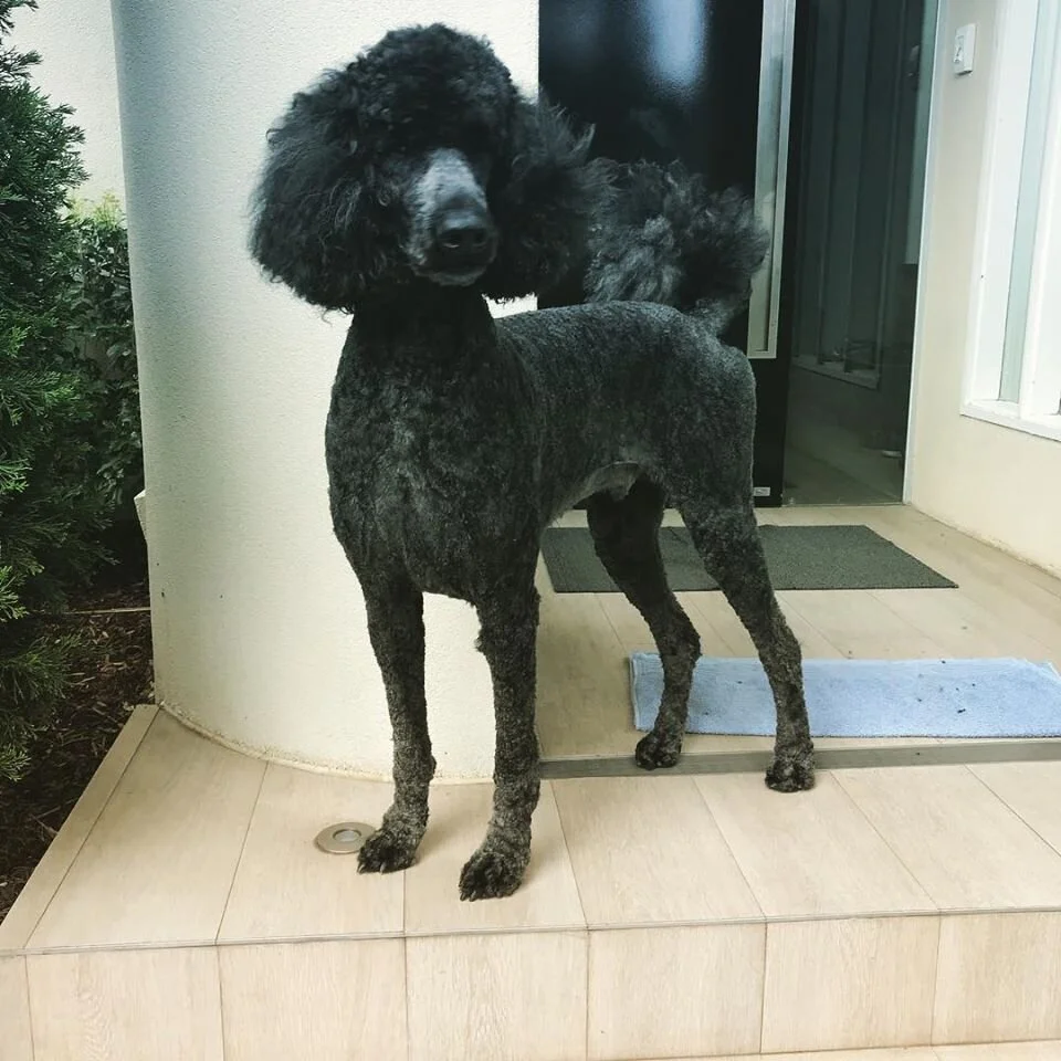 Creative pet grooming