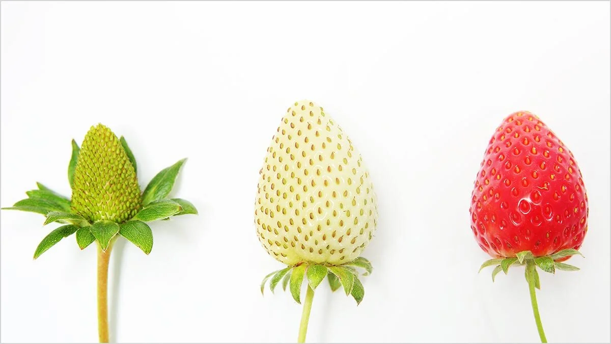 To “be” or to “become” ..