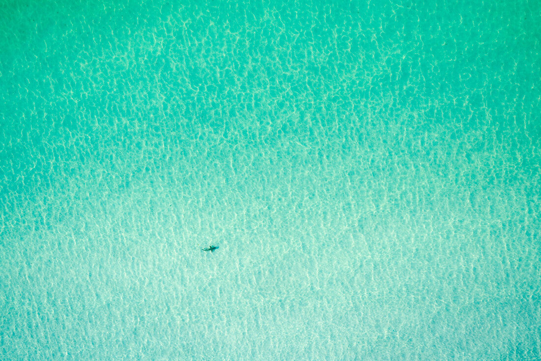 "The Shark"