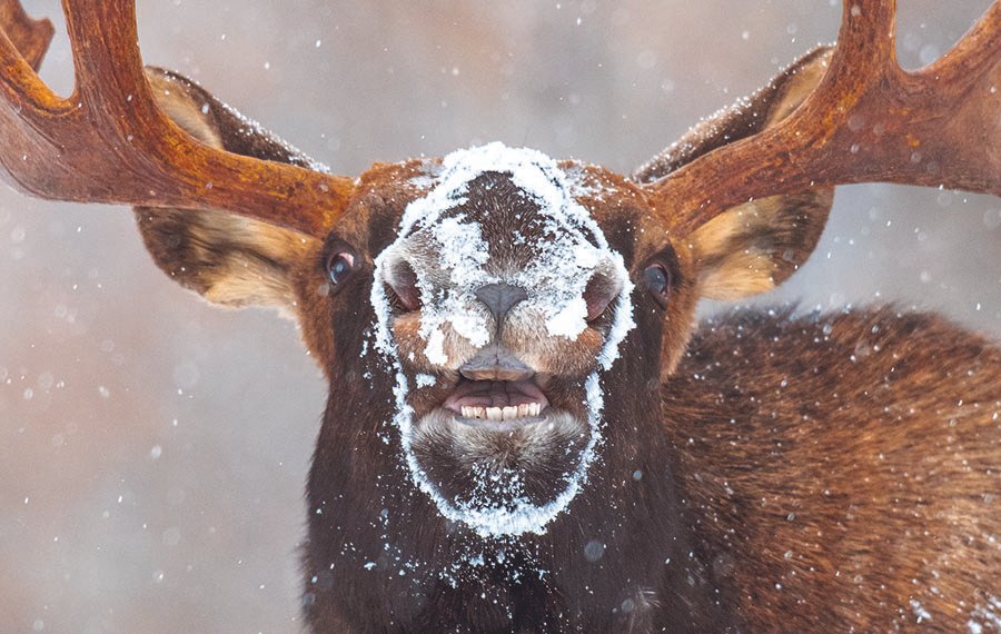 "Smiling Moose"