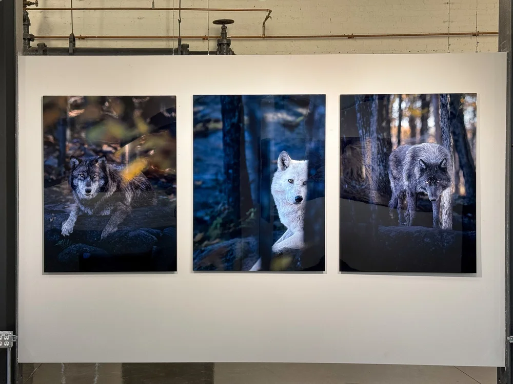 Samantha Rudofsky “Wolf Series 5, 14, &amp; 11,” 48x36” • Dye Sublimation on Aluminum