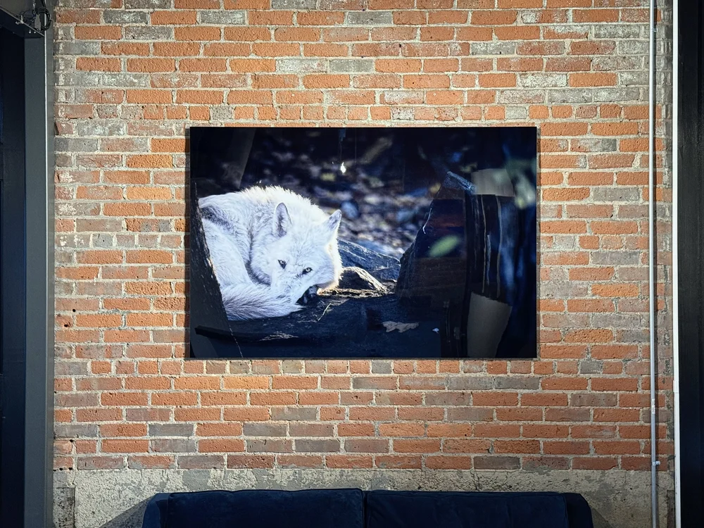  Samantha Rudofsky, “Wolf #12” • 40x60” Dye Sub on Aluminum 