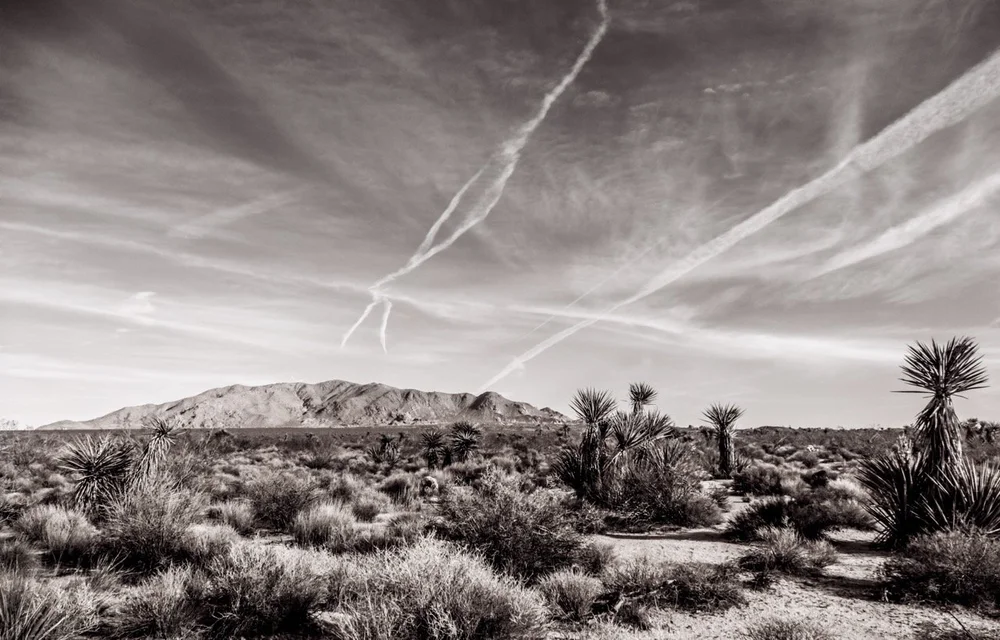 Joshua Tree #9