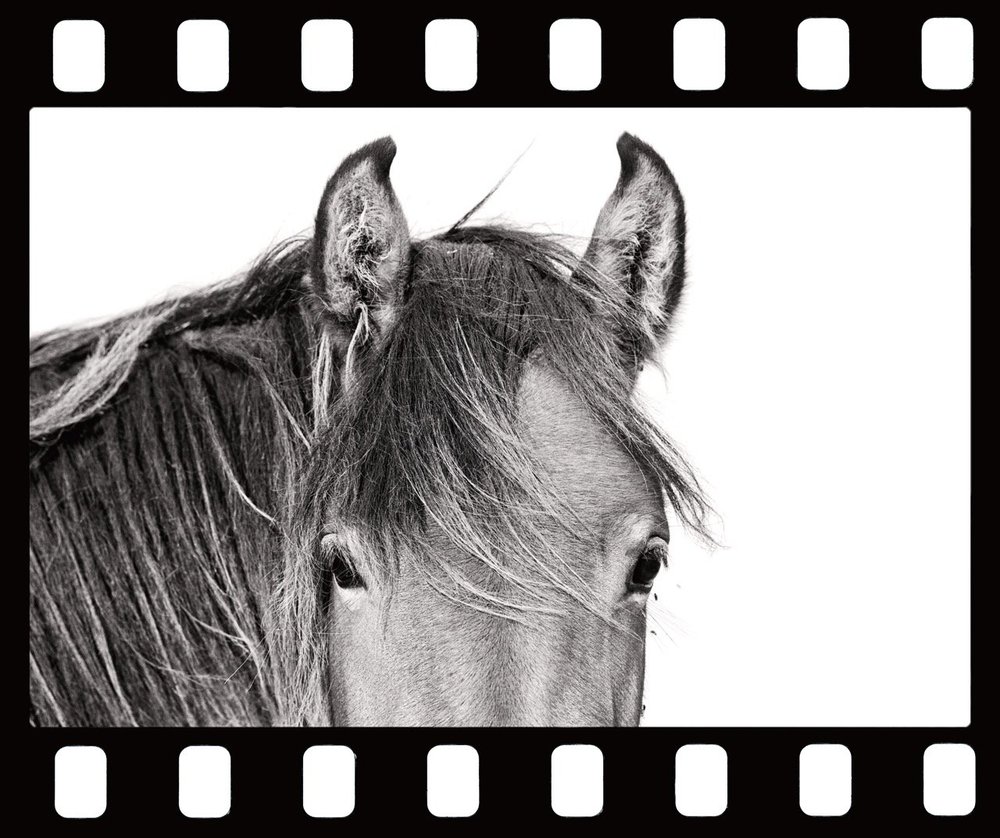 close up 40_4x48 Large.jpeg