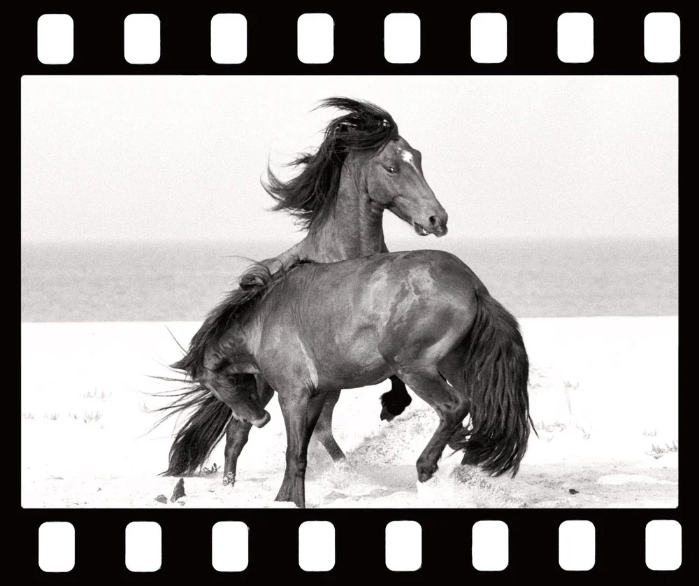 fury 40_4x48 Large.jpeg