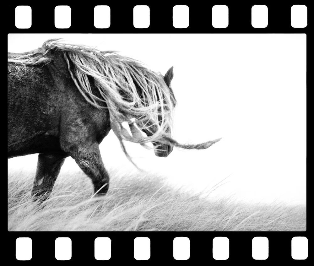 the last unicorn Large.jpeg