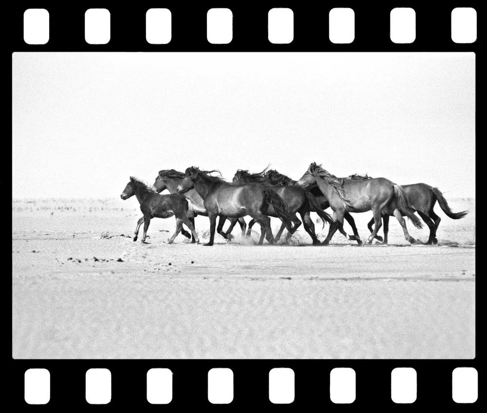 western run Large.jpeg