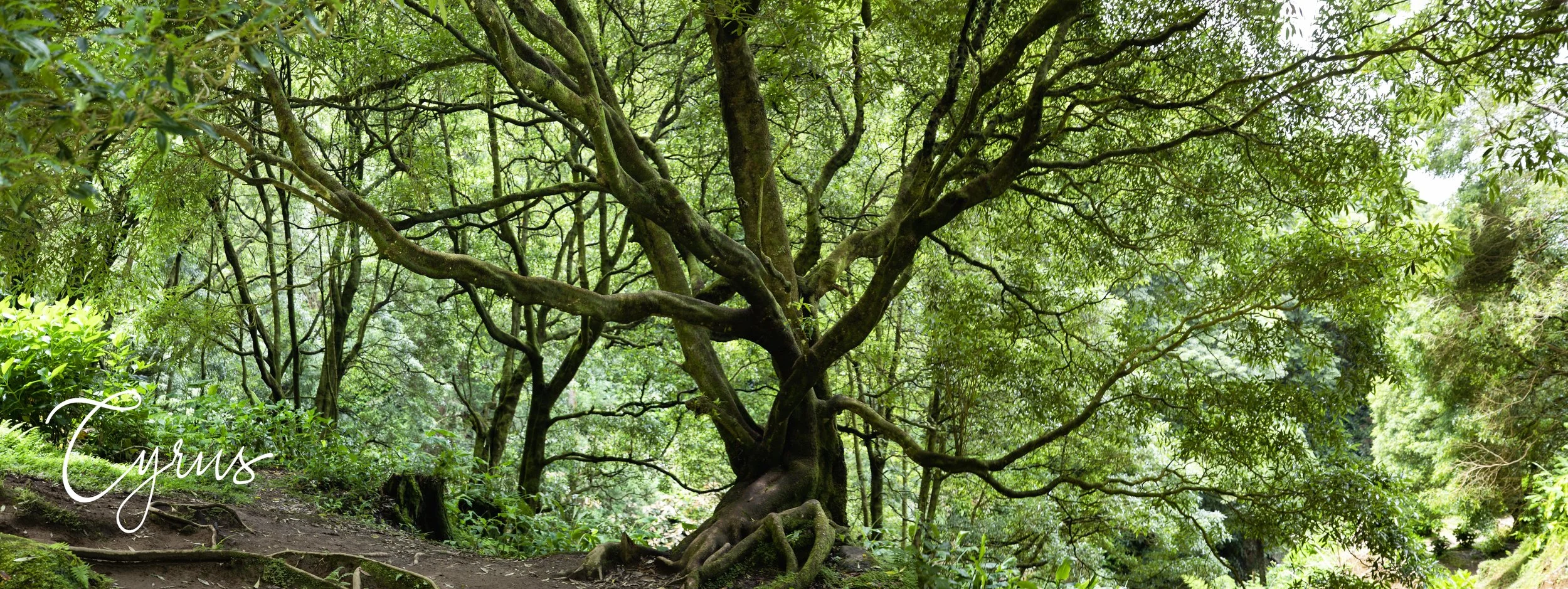 Brances of the Azores - Azores Forest, Portugal