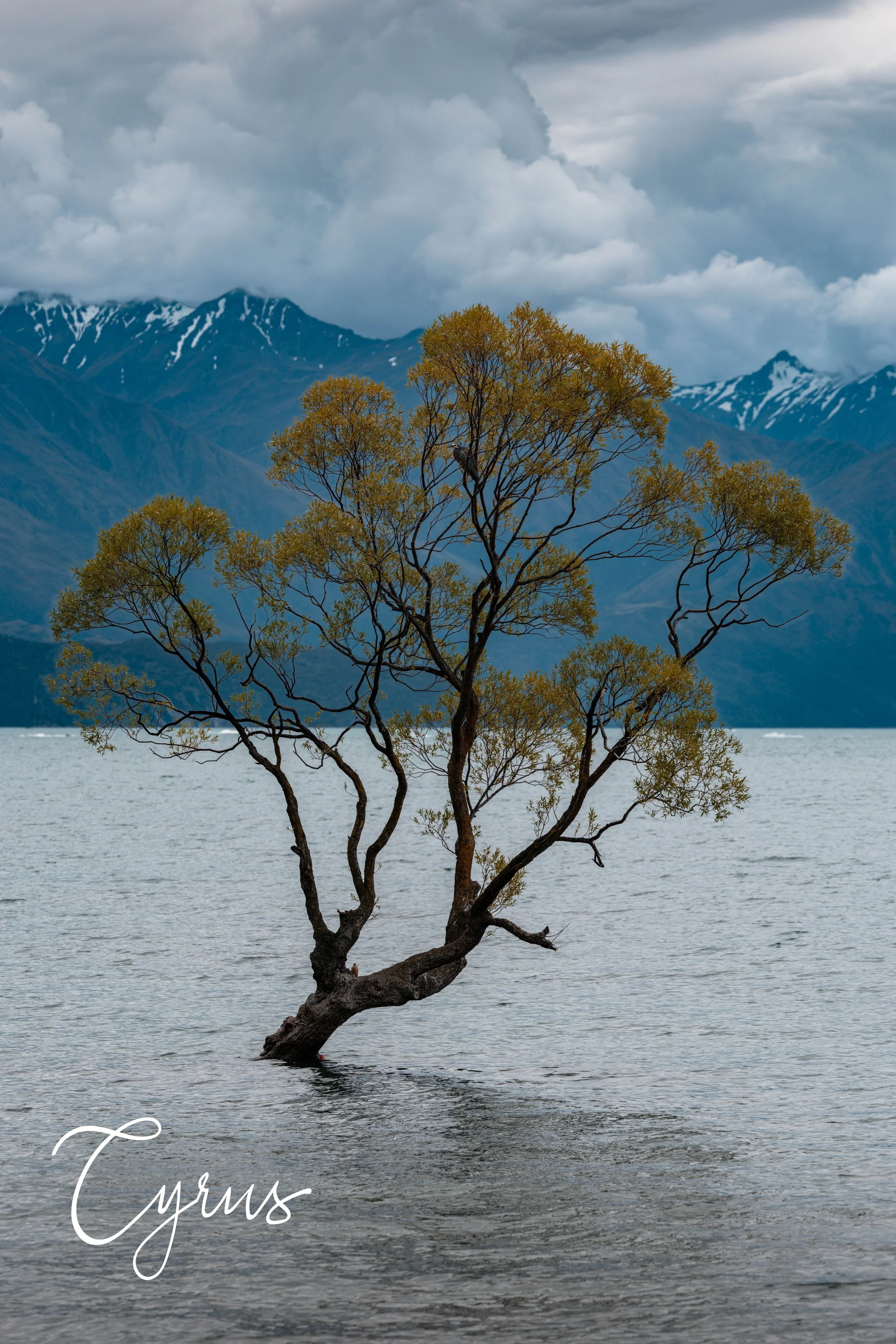 The Wanaka Tree
Wanaka, New Zealand