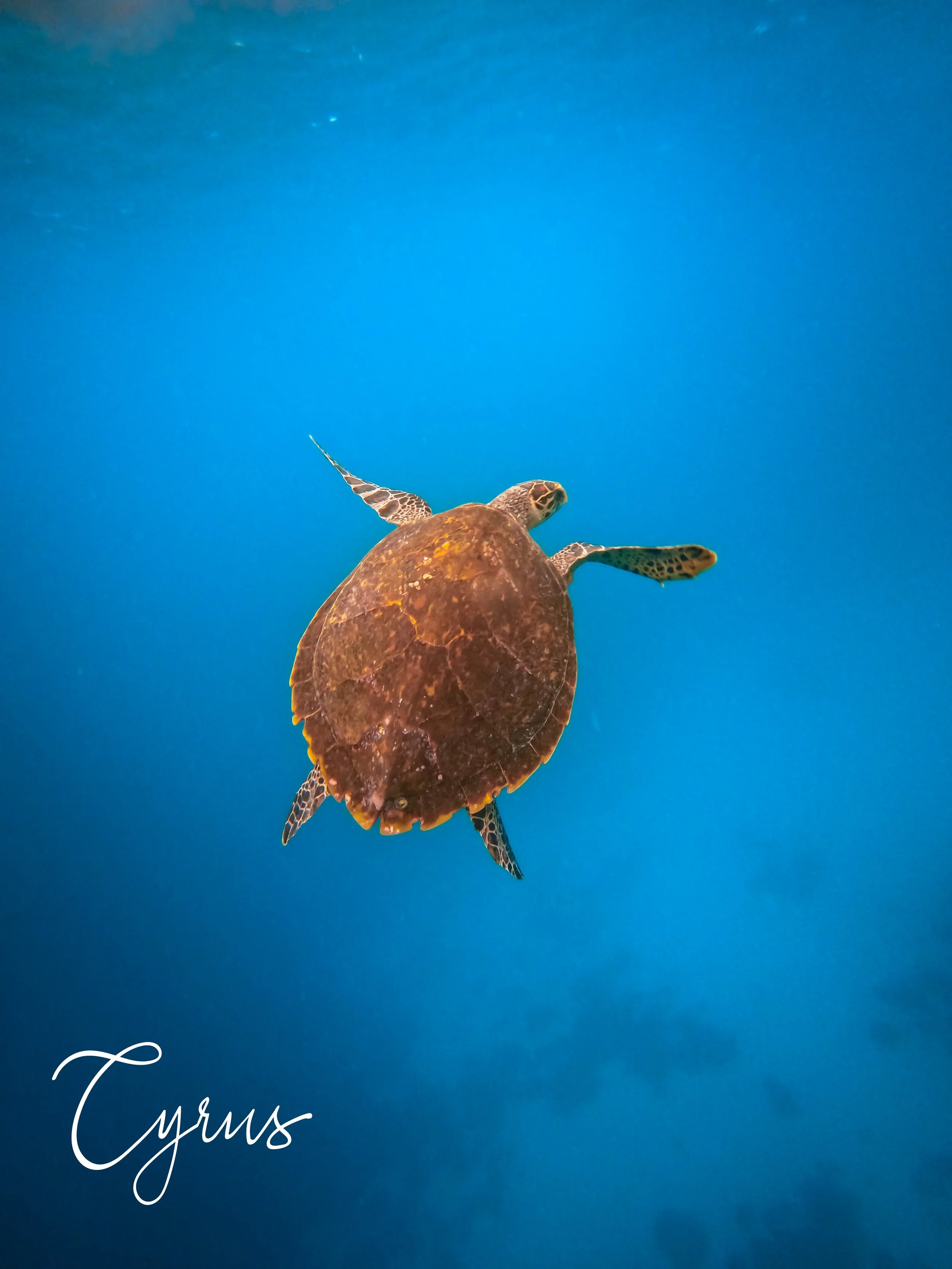 The Gentle Voyager - Maldives