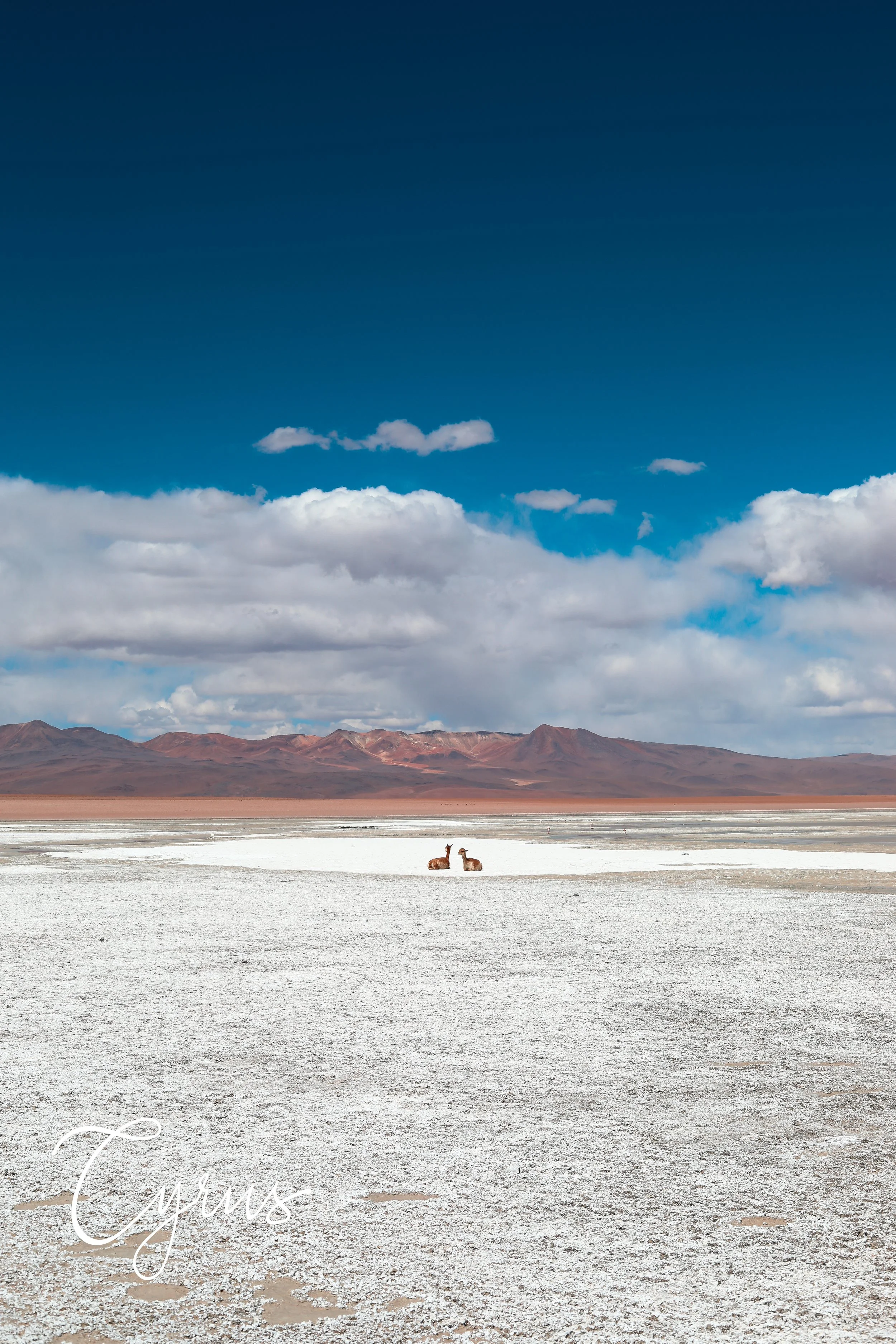 Pilgrims of the Salt Sea - Uyuni Salt Flats, Bolivia