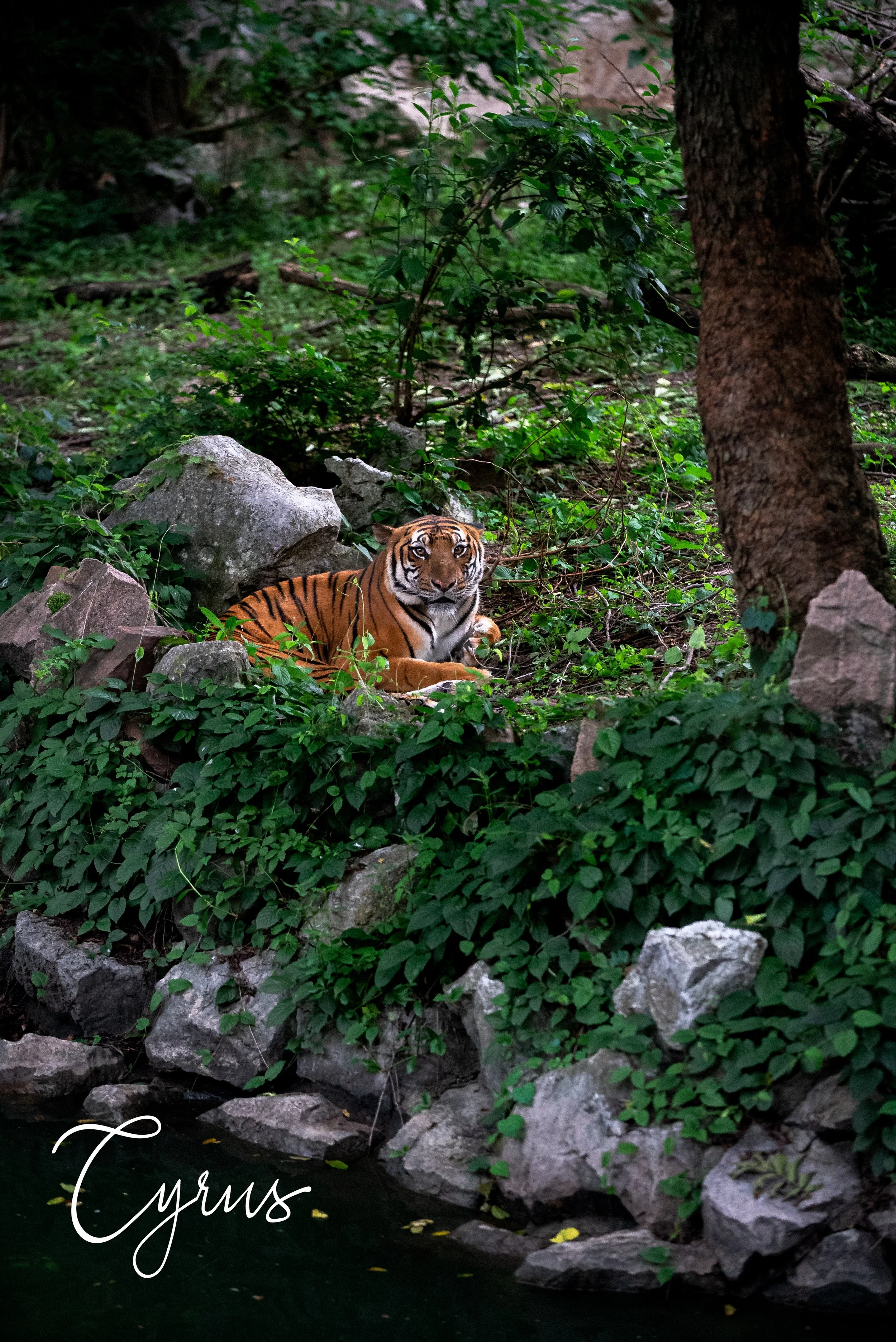Guardian of the Grove - China Forest, China