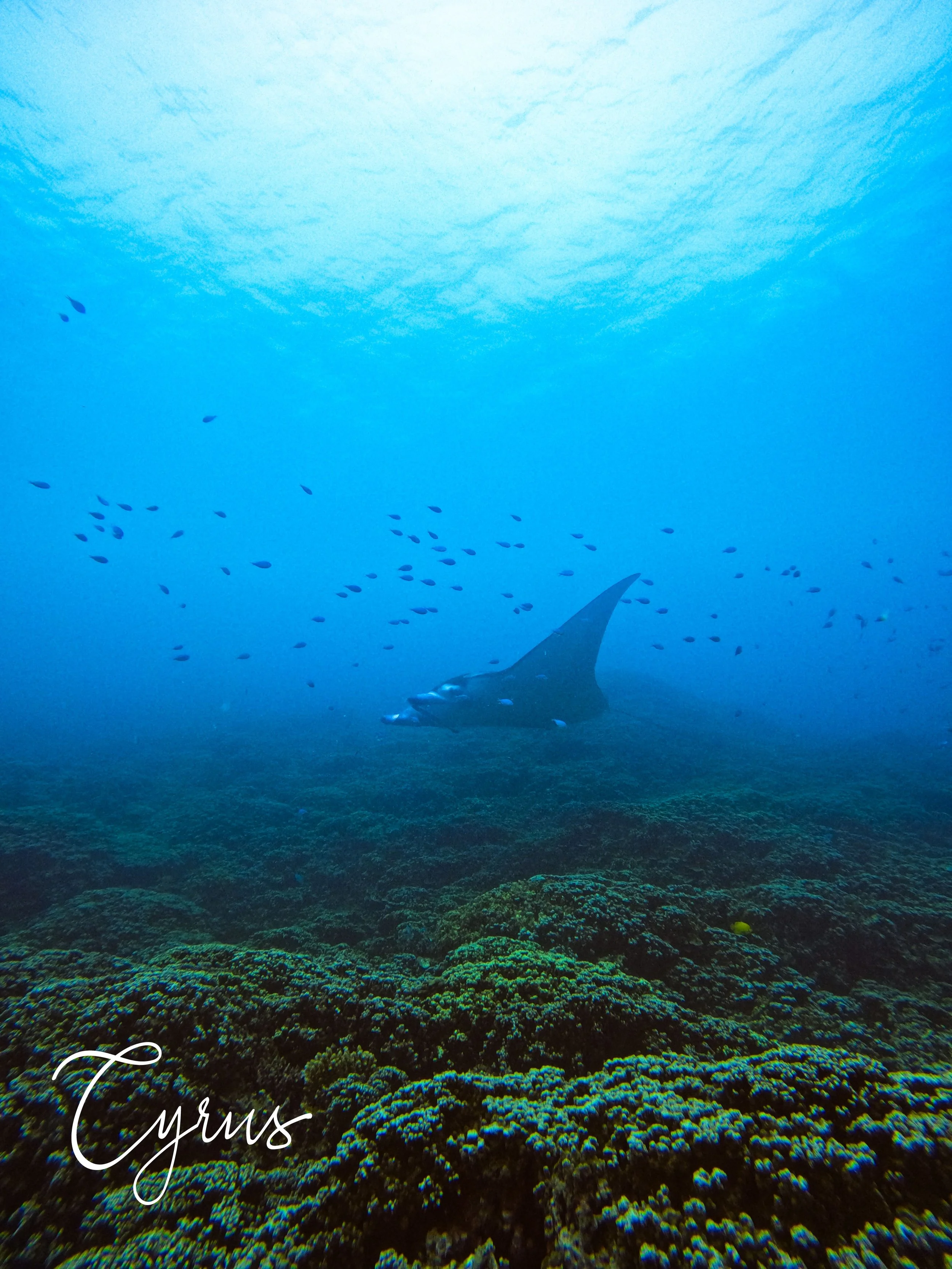 Reef Ghost
Bora Bora, French Polynesia