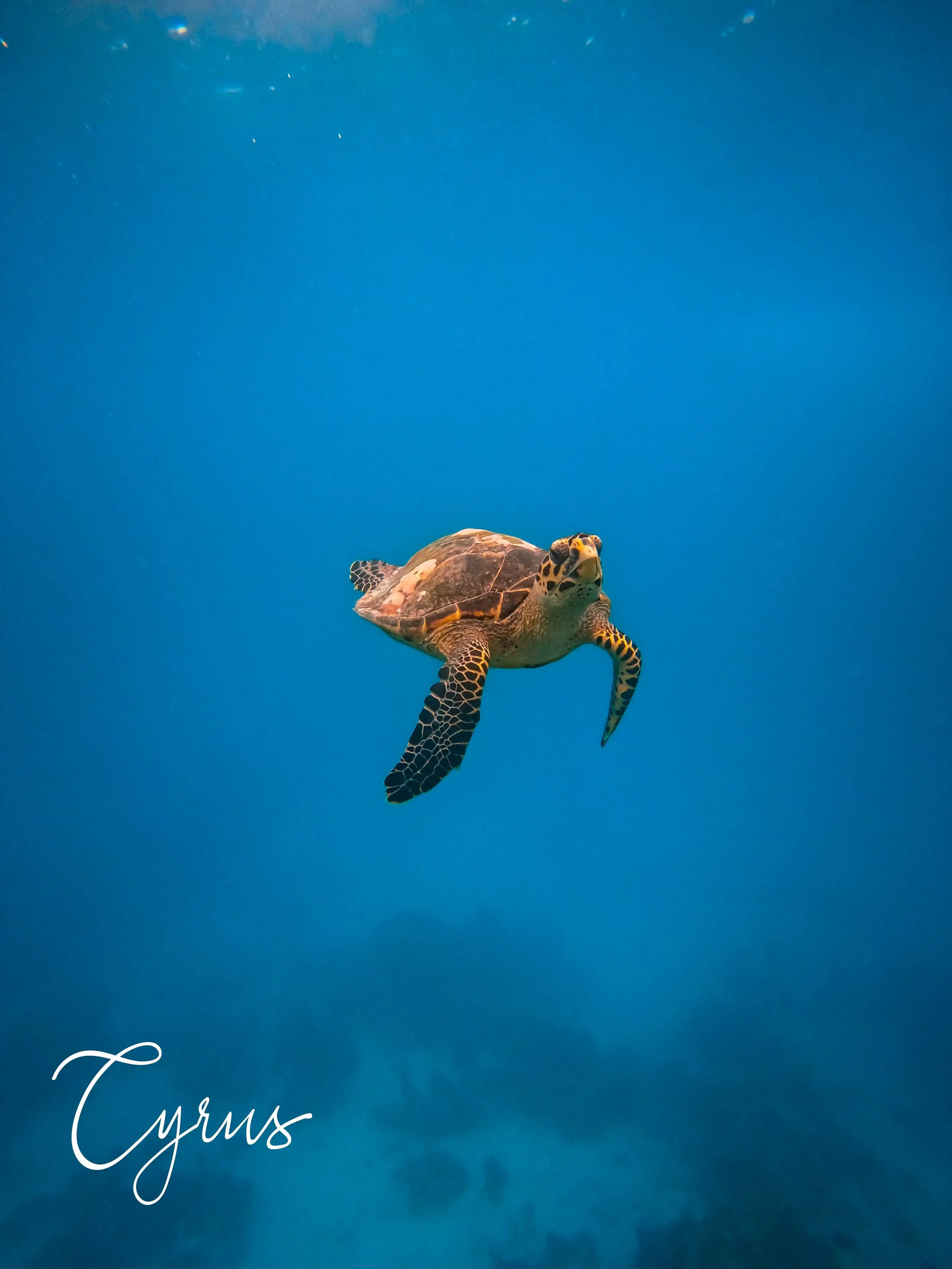 Ocean Nomad
Maldives