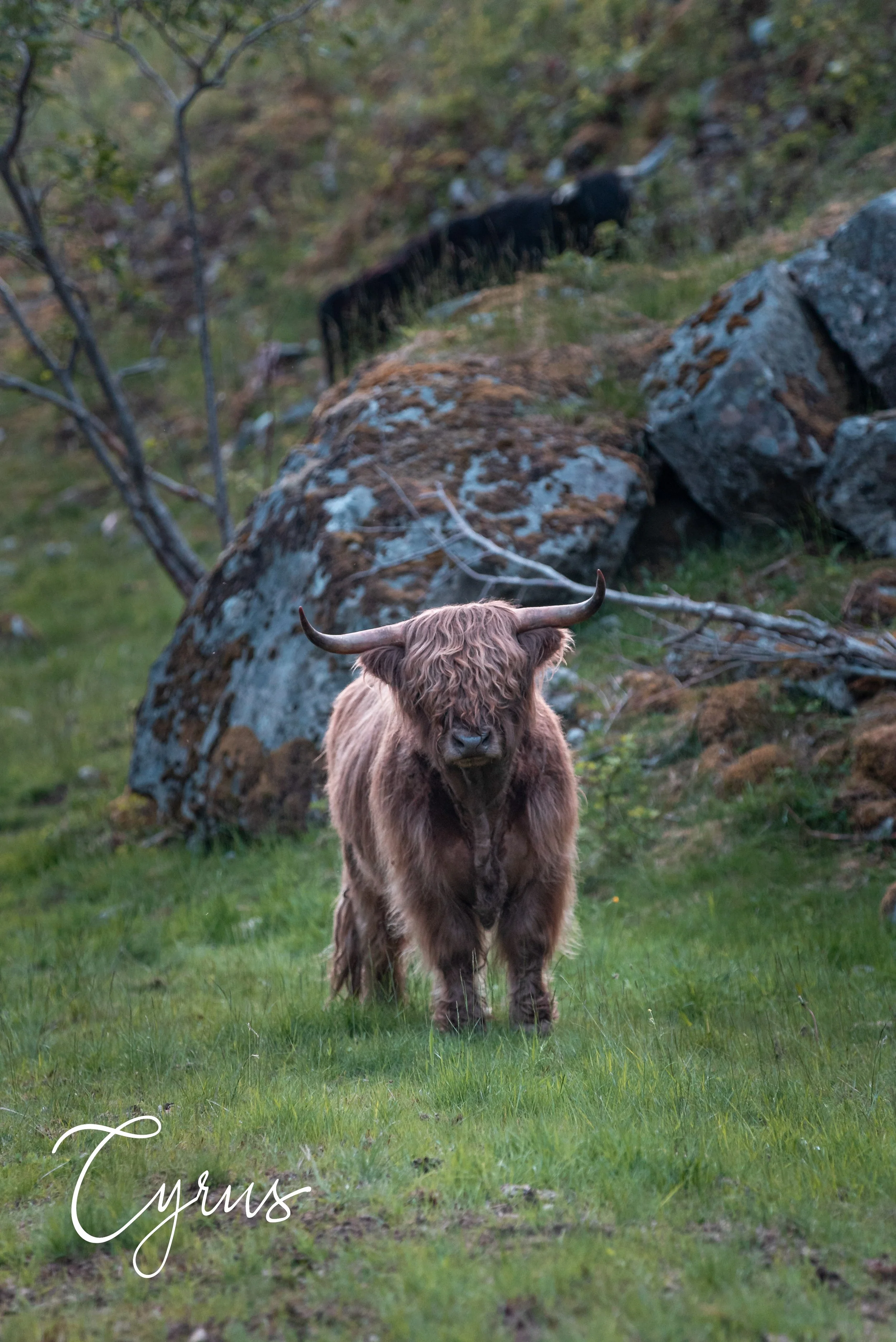 The Silent Wanderer - Norway