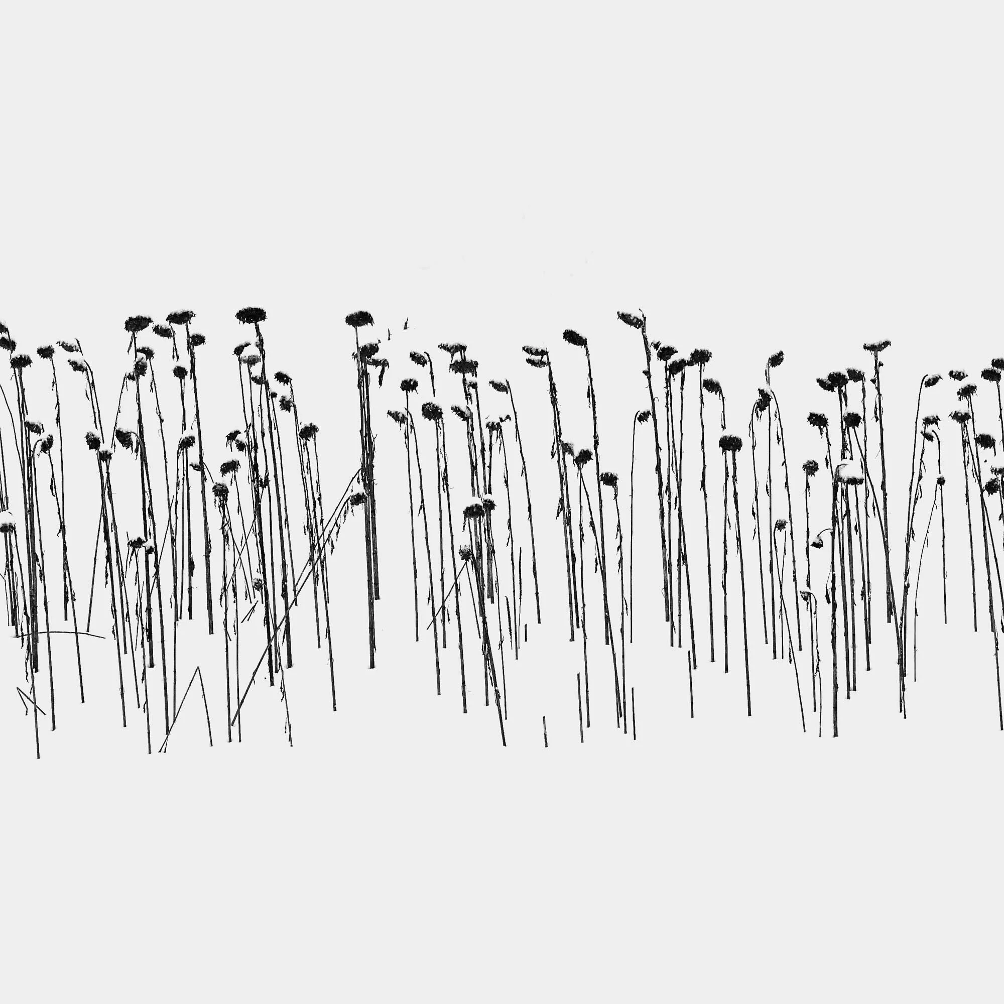 _DSC6125 - Version 2.jpg