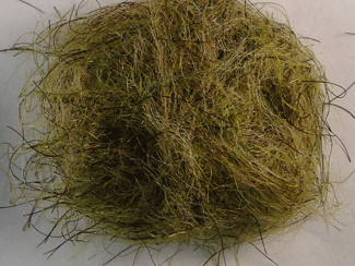 Sand-Crab-Sand-Olive.gif