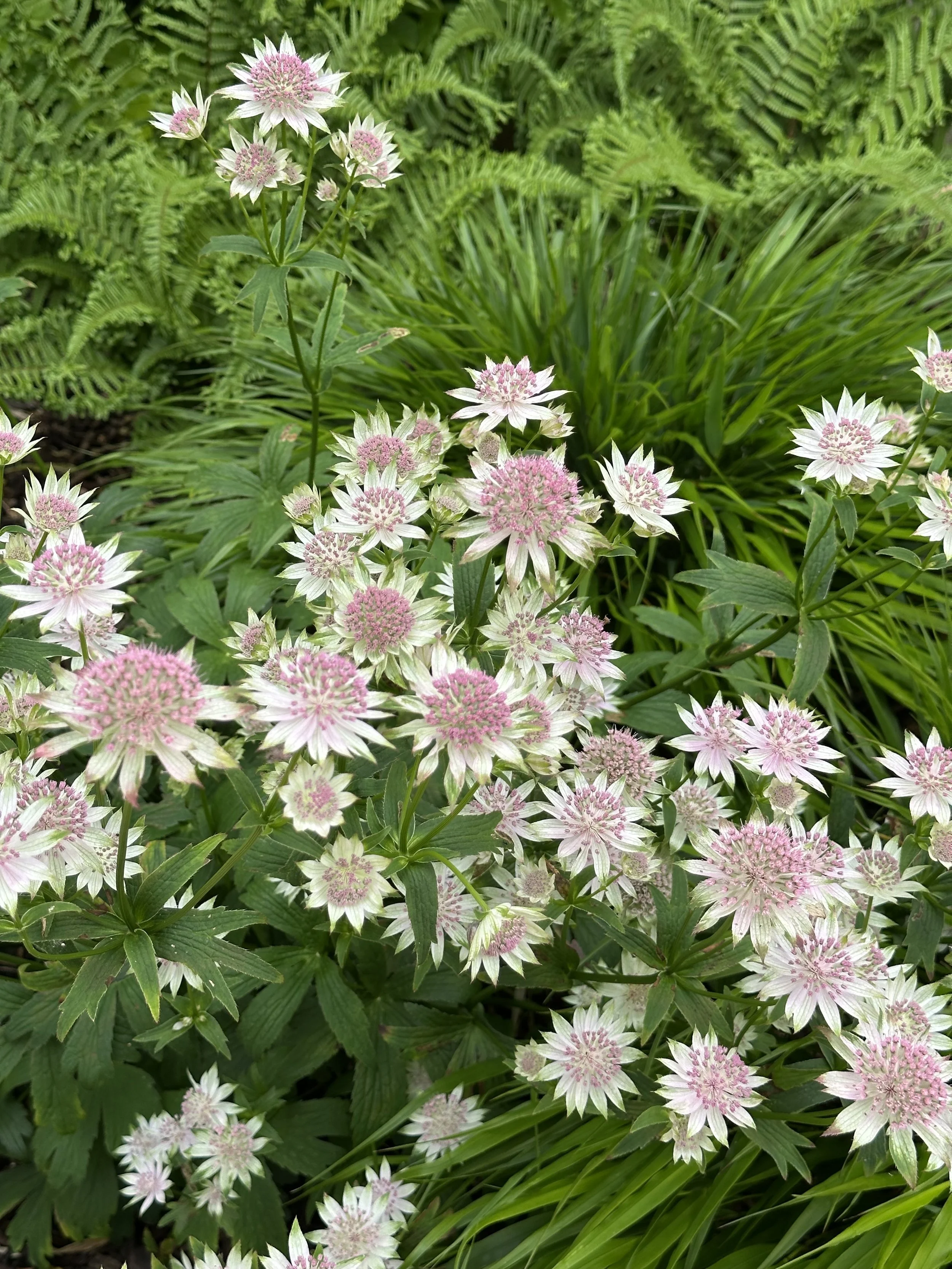 5 tips for gardening in hot weather