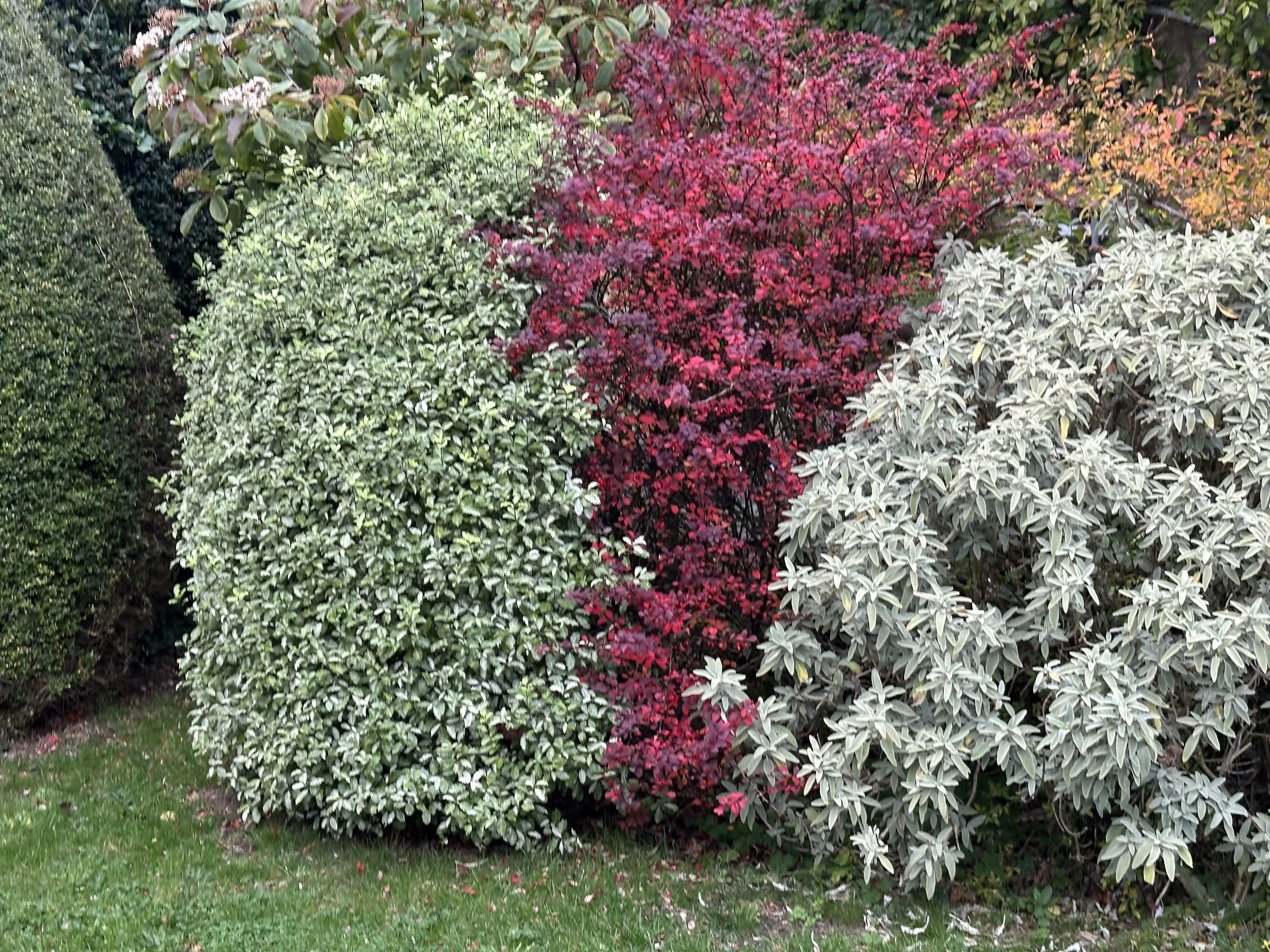 Winter scented shrubs