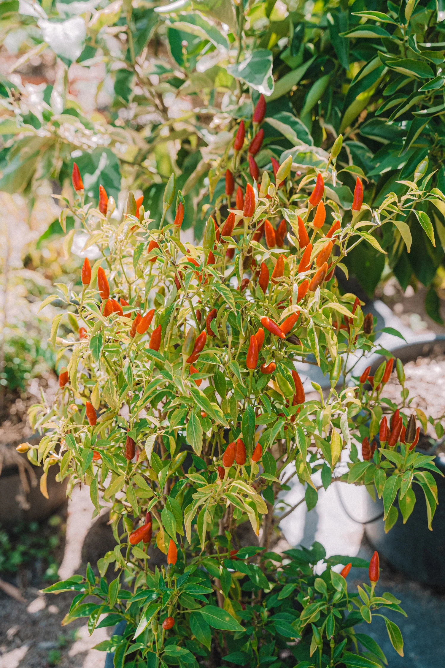 Feb262024Garden-110_1500x.webp