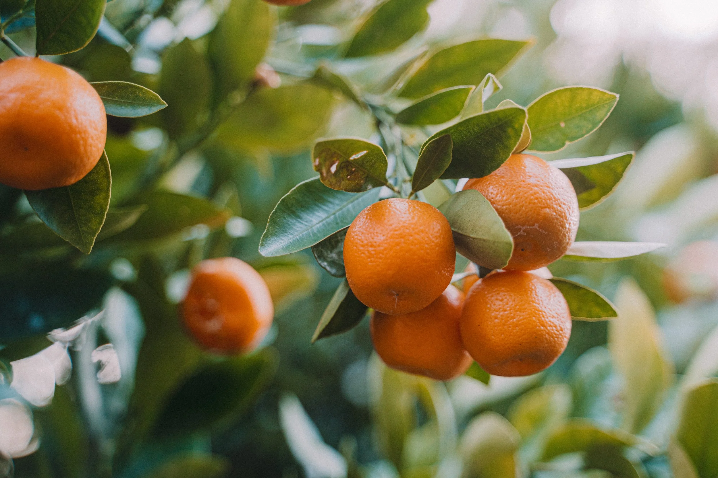 Citrus japonica - Cumquat