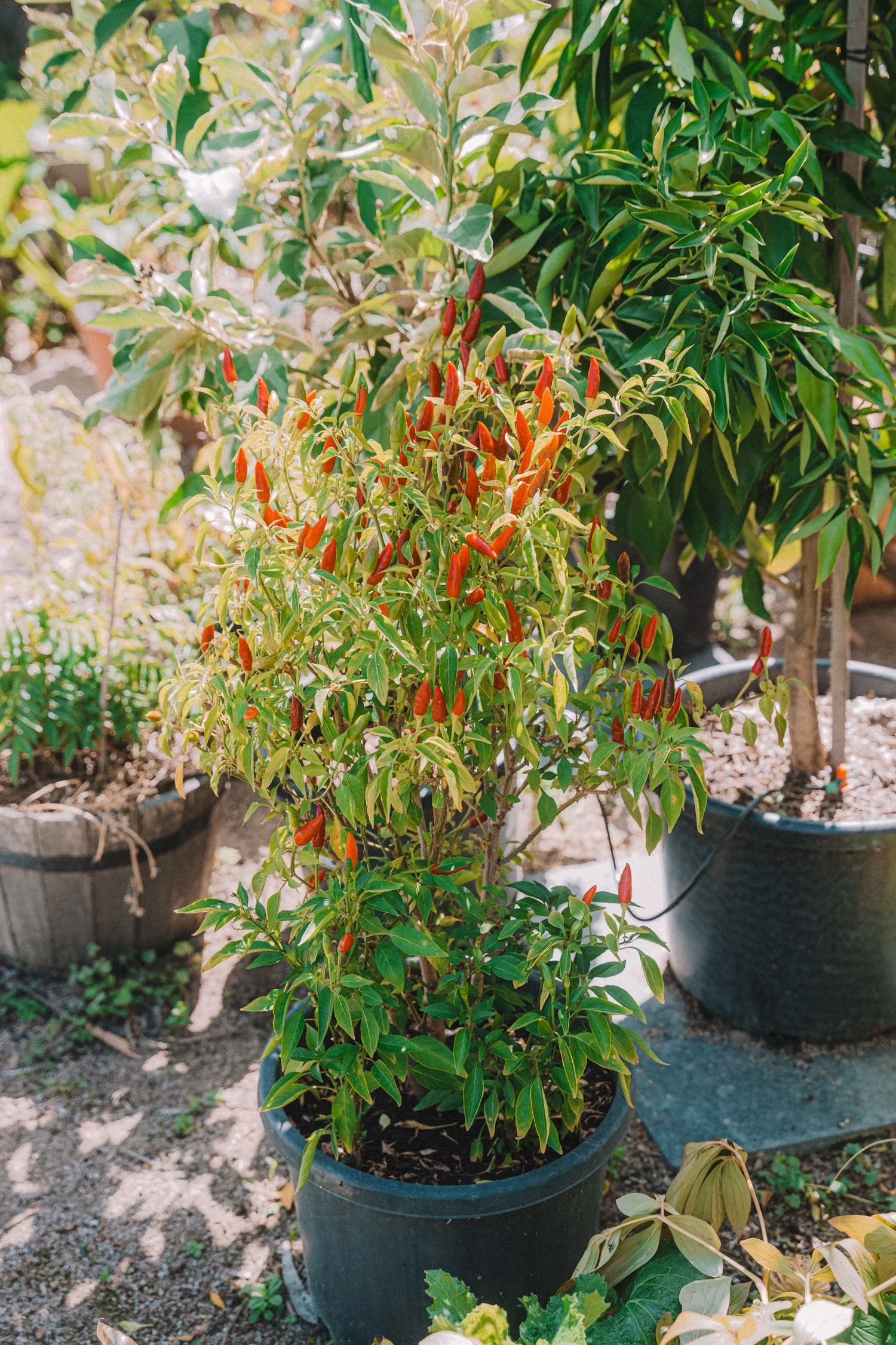 Feb262024Garden-109_1500x.webp