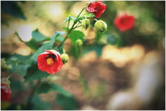 K Is for Kani X Inner Circle