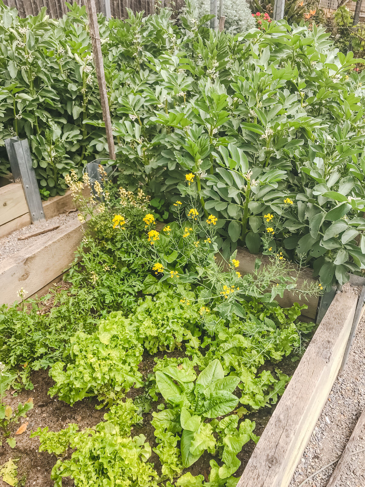 Our Dream Permaculture Vegetable Garden Before And After