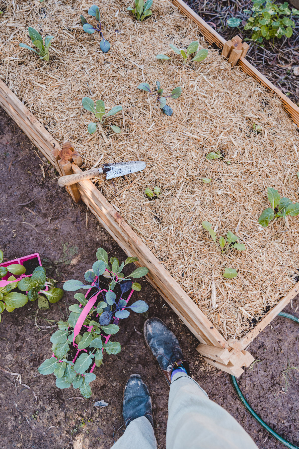 How to Start a Veggie Garden from Scratch - Beginner Friendly Guide! —  CONNIE AND LUNA