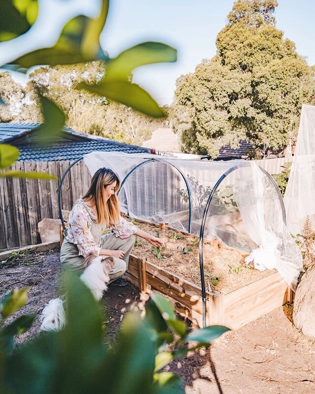 Following up on Friday&rsquo;s veggie garden DIY, I&rsquo;m back on the blog today showing you guys how to build a easy DIY netting structure for your bed! 🌿 Nets are super handy as they help keep butterflies &amp; caterpillars from munching on all 