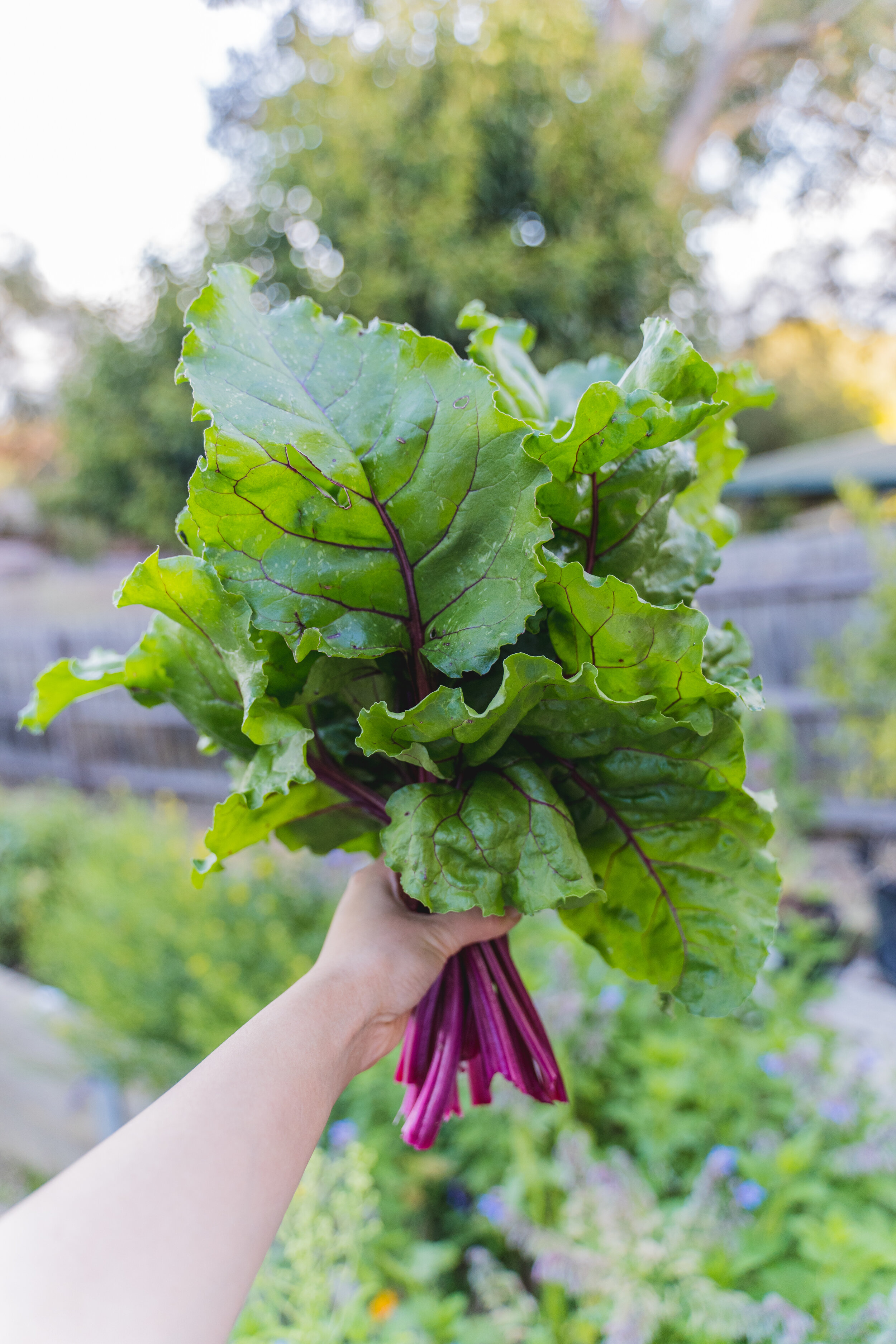 melbourne winter veggie garden-12.jpg