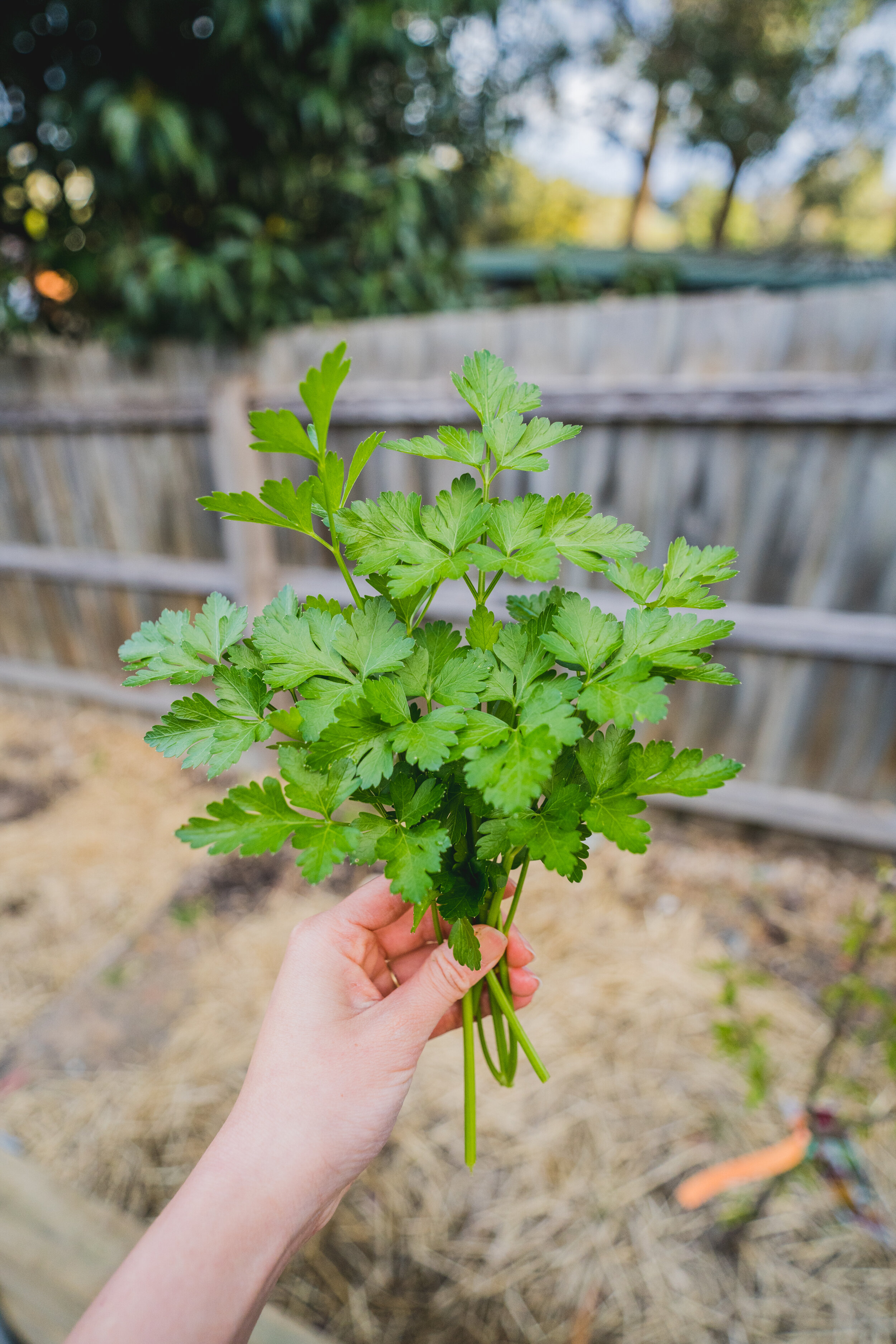 garden updates 28 Sept-12.jpg