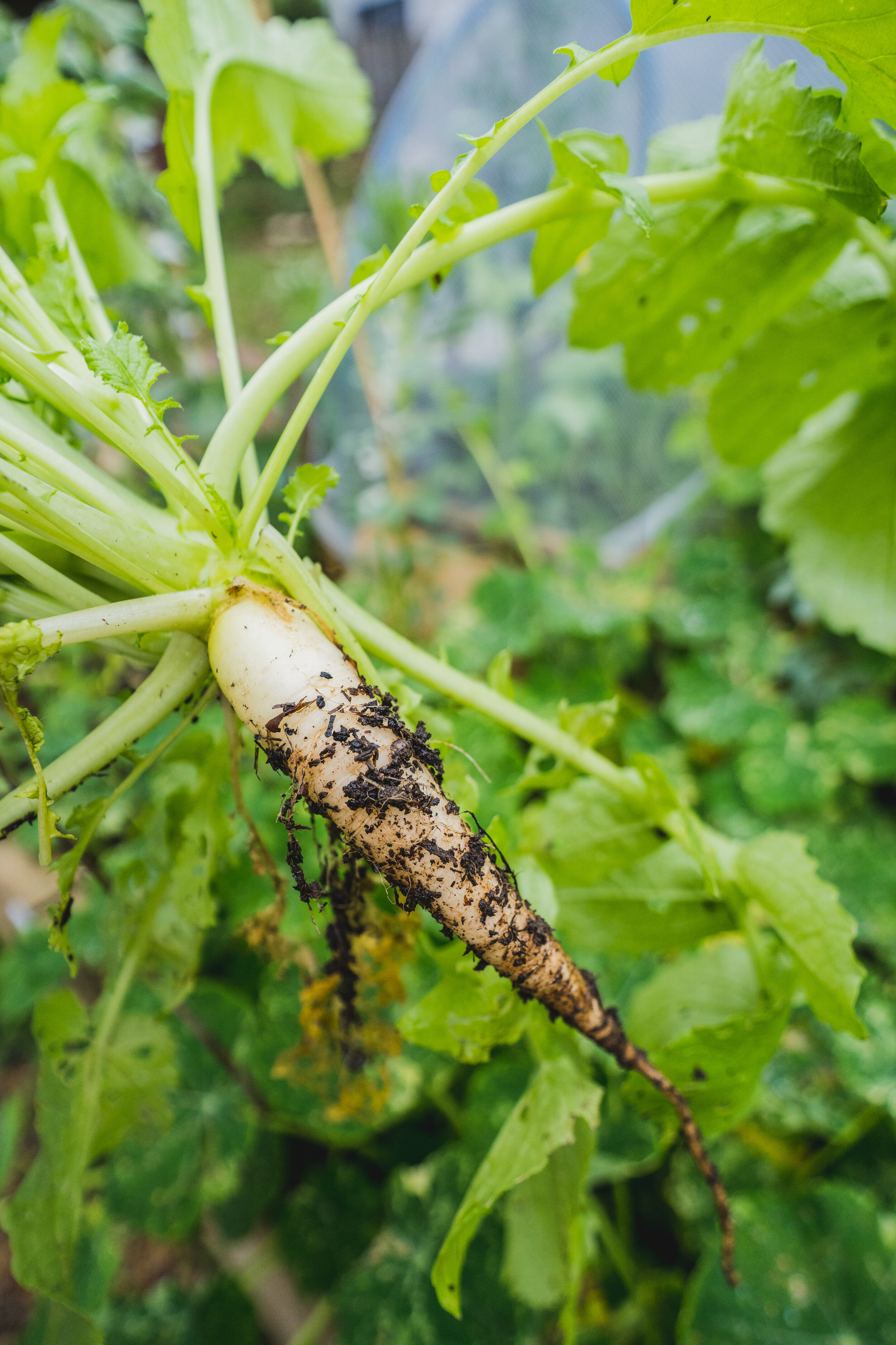 september veggie garden updates-7.jpg