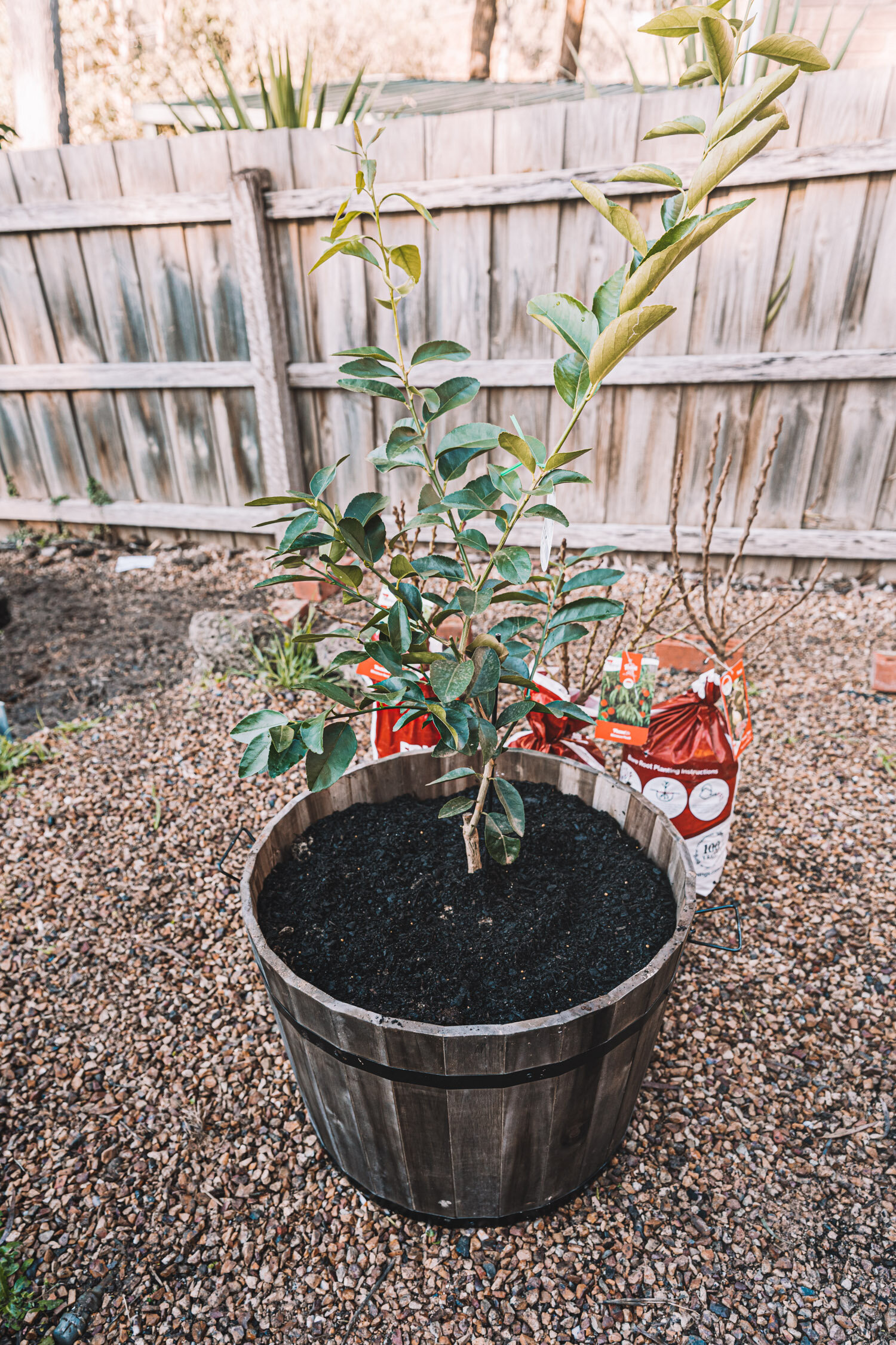 How to grow fruit trees in containers pots-23.jpg