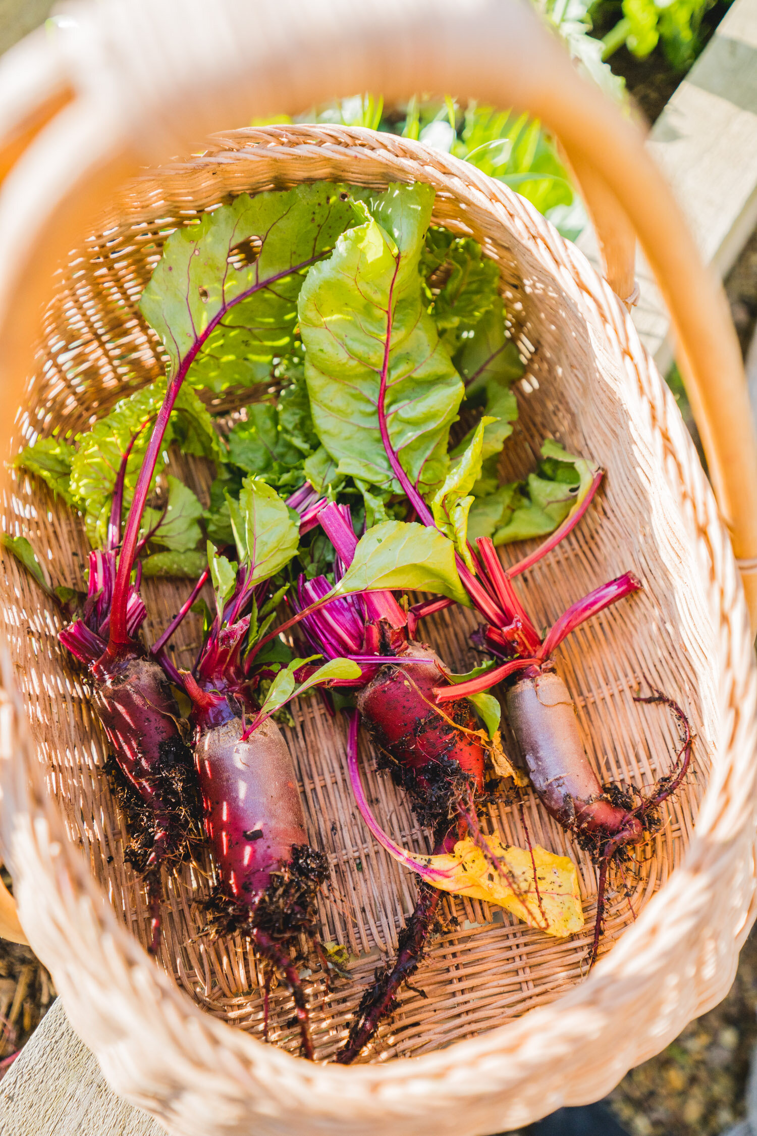 winter veggie garden harvest-4.jpg