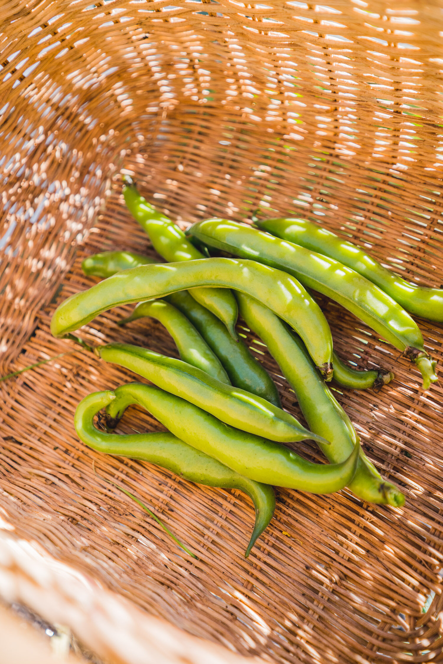 winter veggie garden harvest-8.jpg